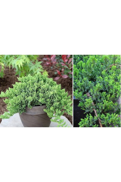 Juniperus procumbens Nana